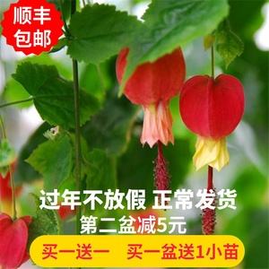 蔓性风铃花需要剪枝吗