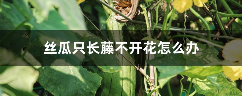 丝瓜开花不结果怎么回事(南瓜丝瓜的花多半都不结果(为什么)