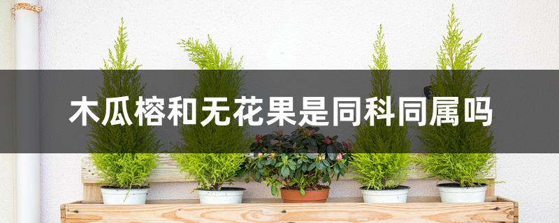 木瓜榕与无花果一样吗(无花果和对叶榕的区别)