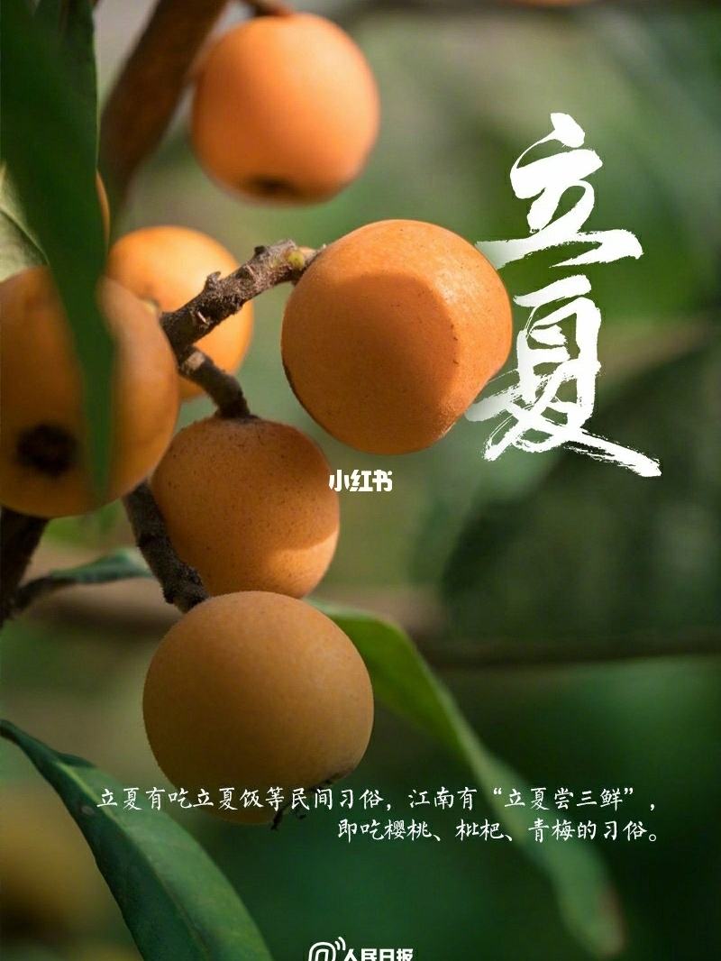 立夏代表性植物是什么