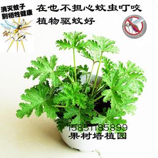 食蚊草怎么养殖