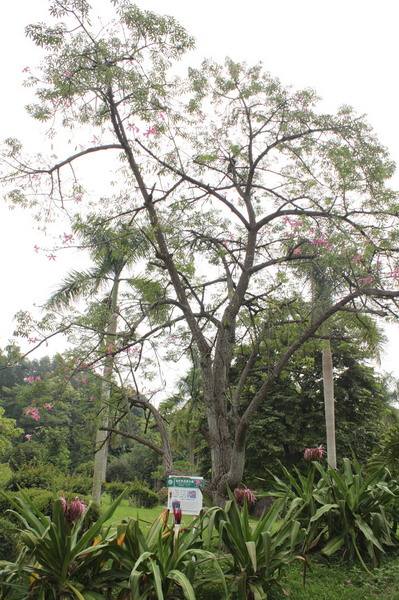 美丽异木棉什么时候开花