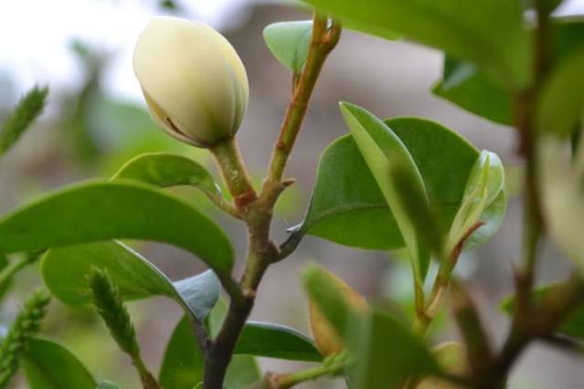 含笑花怎么修剪