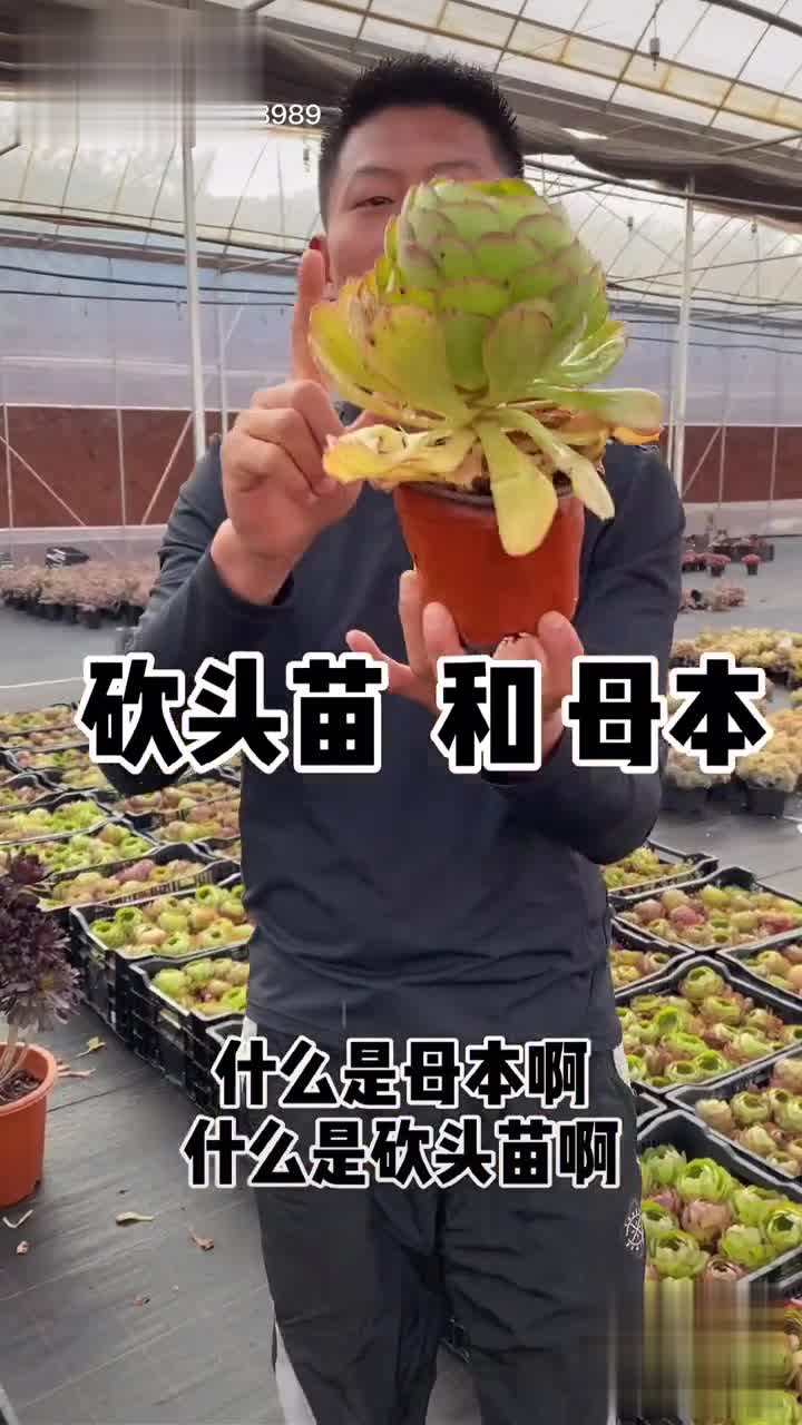 冬天多肉砍头还能活吗