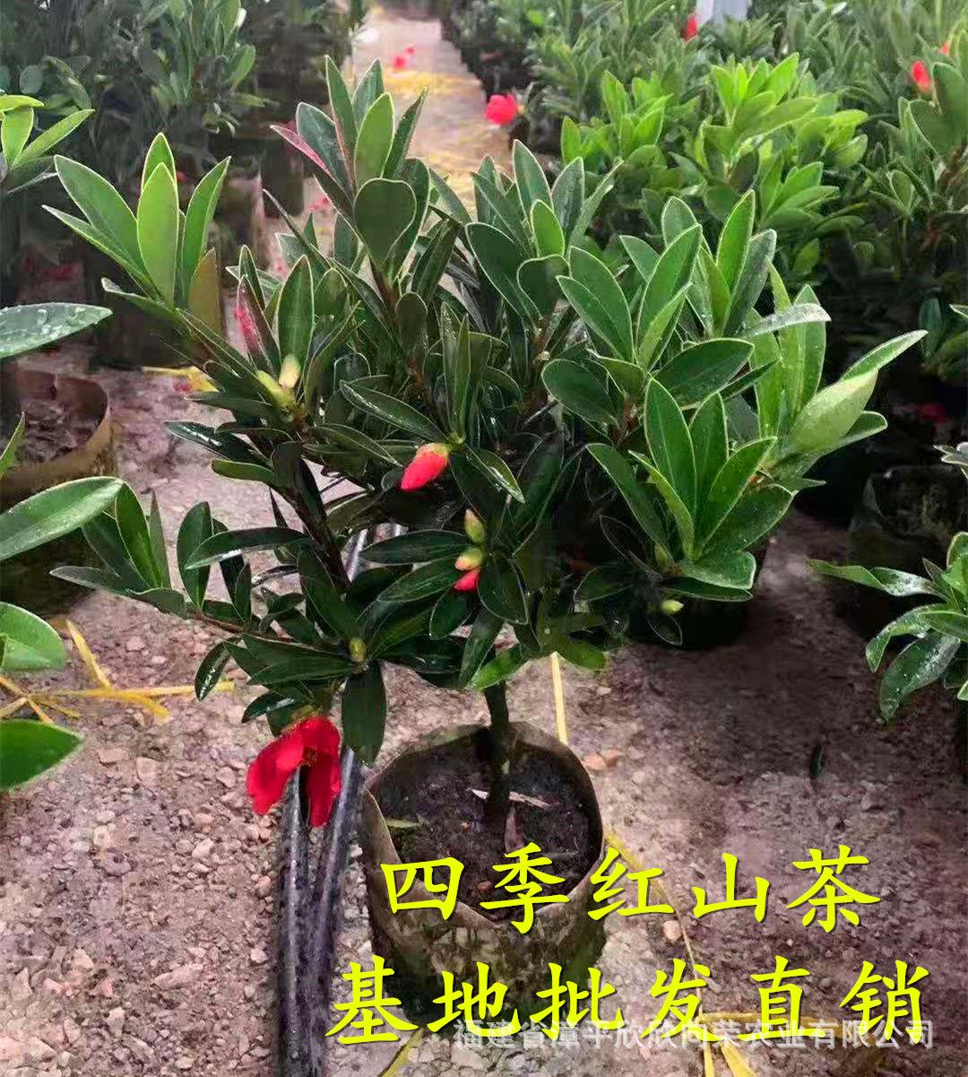 茶花杜鹃养殖方法