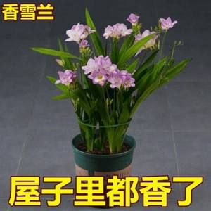 阳台如何养香雪兰