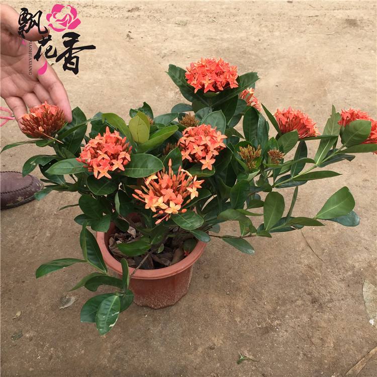 仙丹花什么时候开花