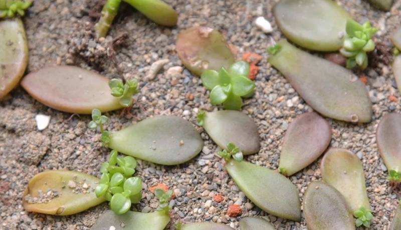 多肉植物幼苗养护问题