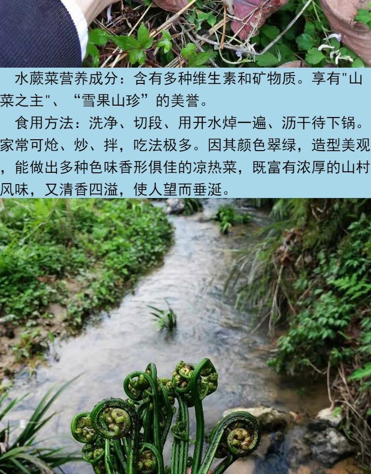 怎么养水蕨