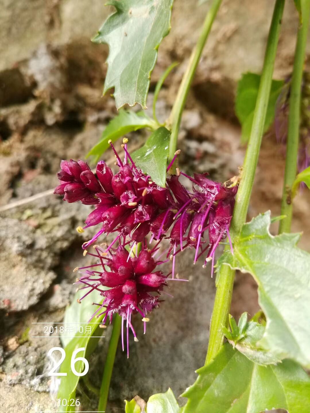 活血丹和紫花地丁区别