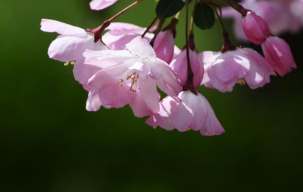 海棠是什么季节开的花