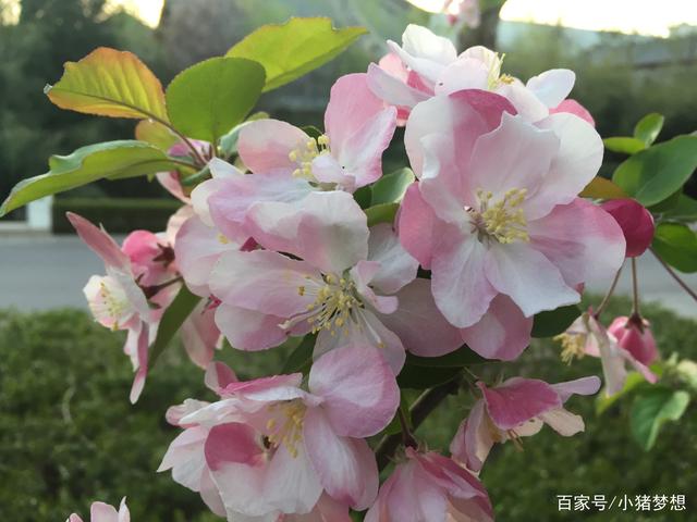 海棠是什么季节开的花