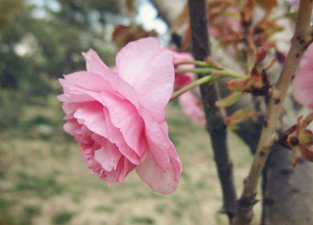 樱花开花前怎么养护