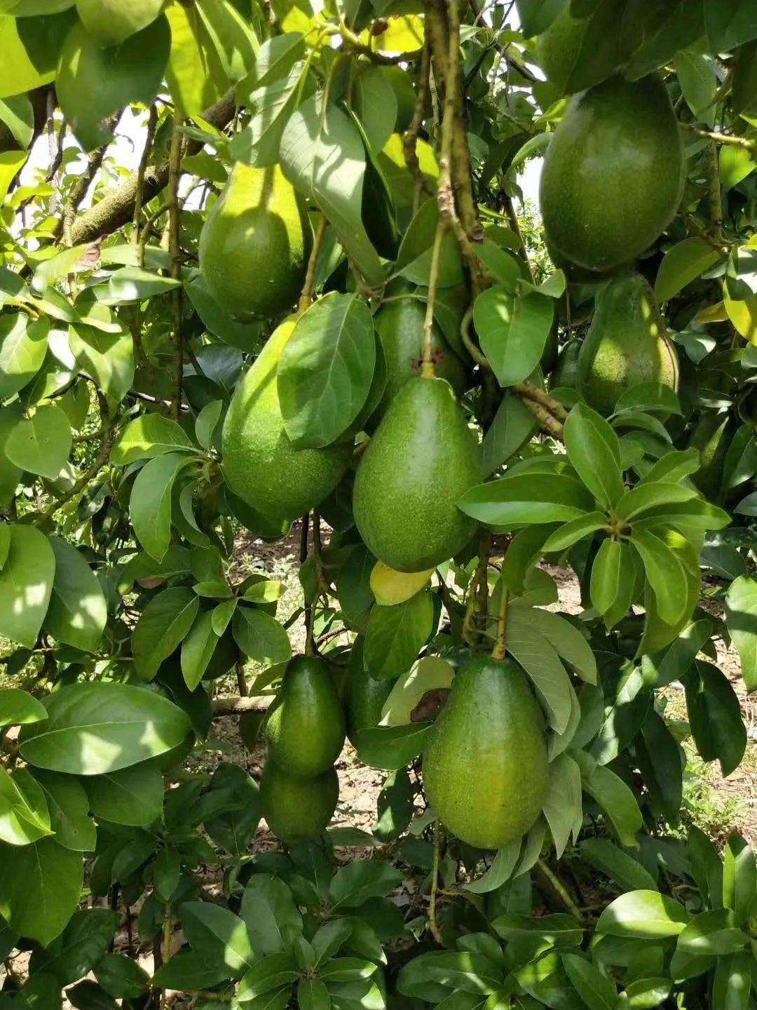 牛油果籽能种植吗