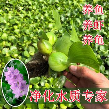 水葫芦怎么养