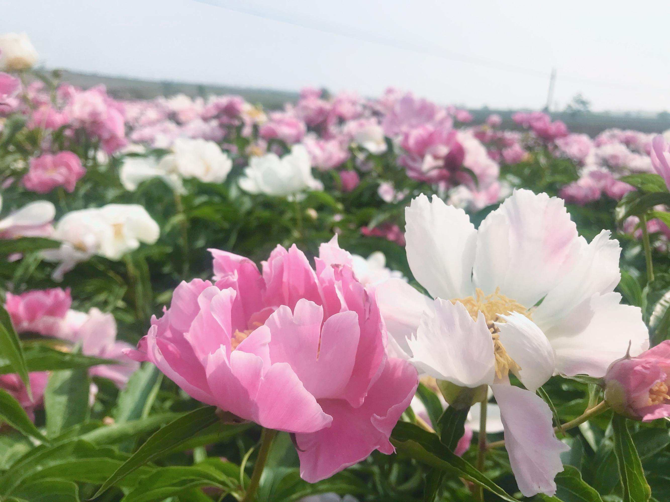 芍药是白芍吗