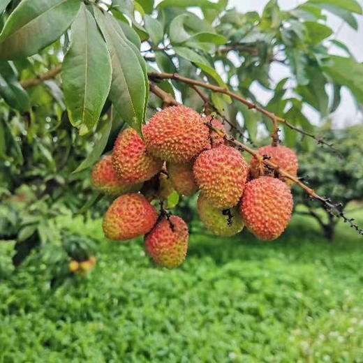 海南荔枝什么季节成熟