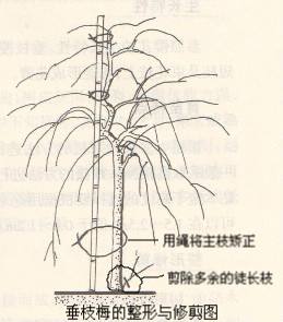 梅花修剪方法