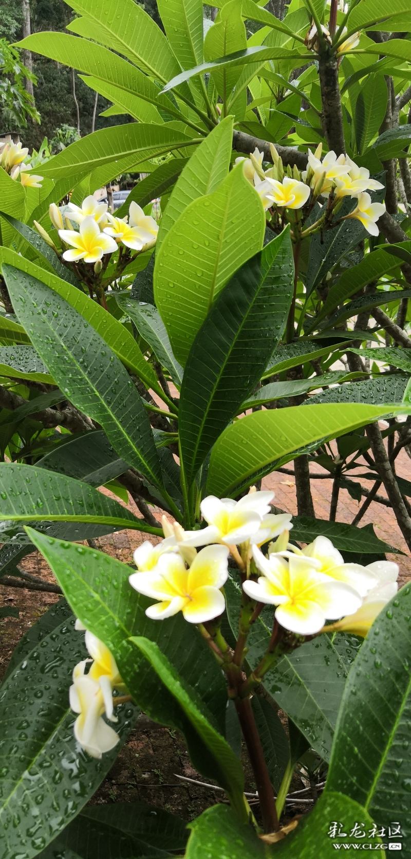 鸡蛋花的种植方法