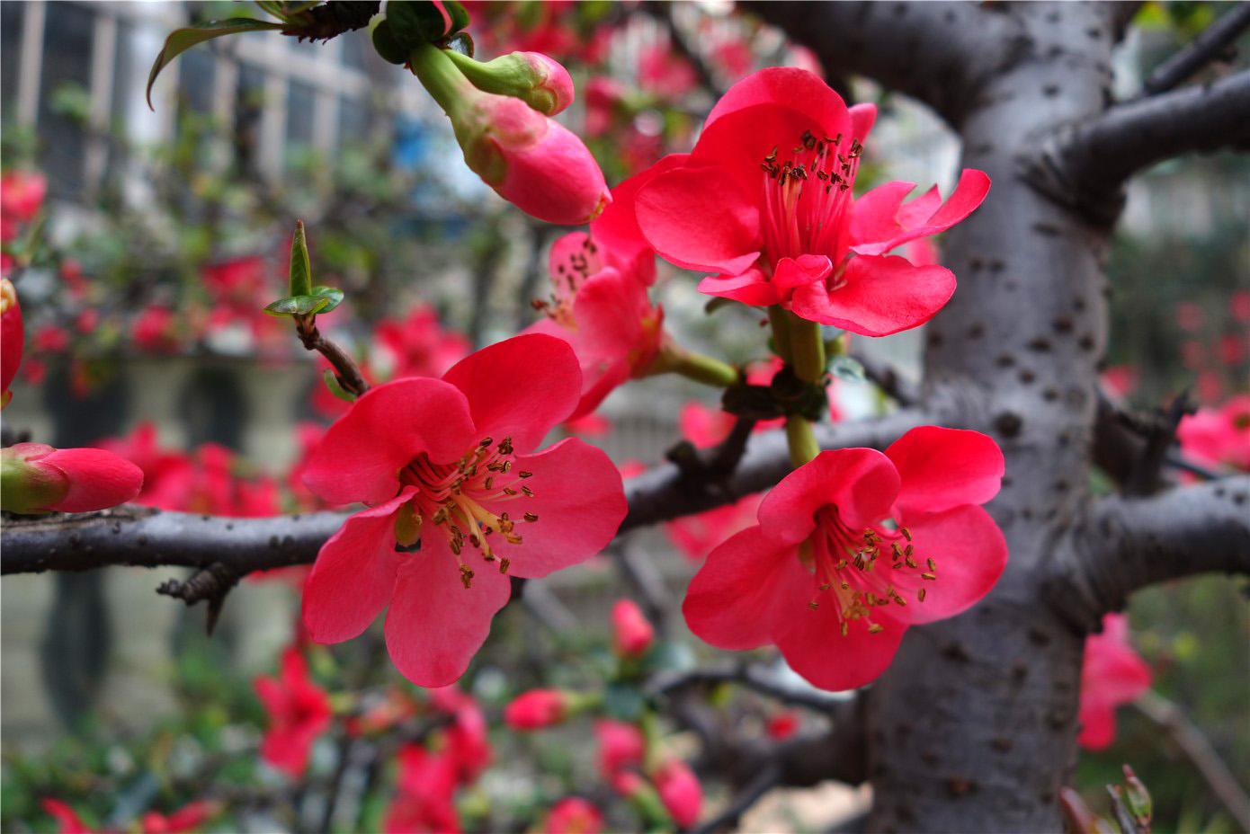 贴梗海棠的花期调控