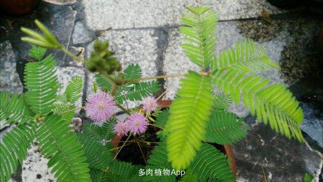 含羞草开花吗