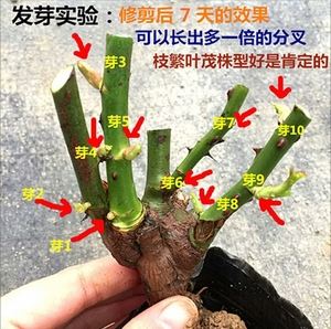 盆栽玫瑰花怎么修剪（图）