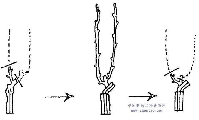 北方葡萄怎么剪枝