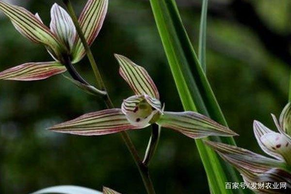 这8种兰花