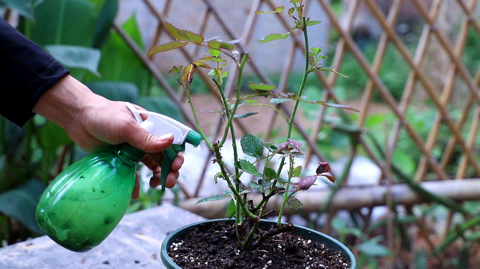 月季花秋天怎么养