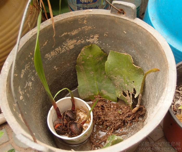 昙花换盆注意事项