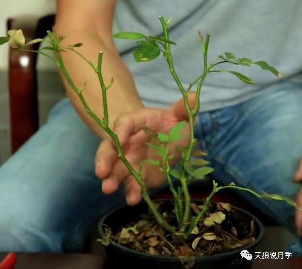 怎么修剪月季花