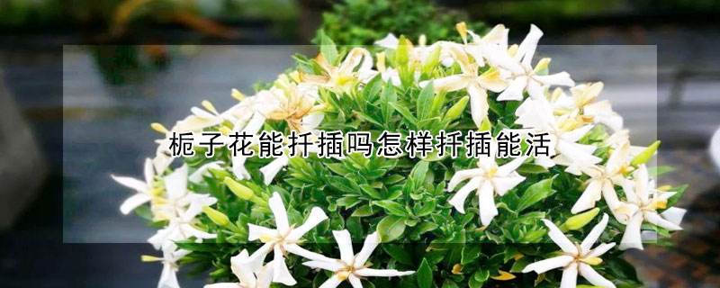 栀子花如何扦插