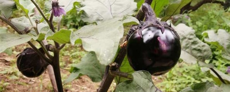 茄子只开花不结果是什么原因(茄子开花掉花不结果)