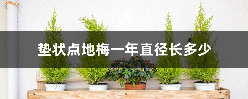 垫状点地梅每一年直径(点地梅的直径一年长多少)