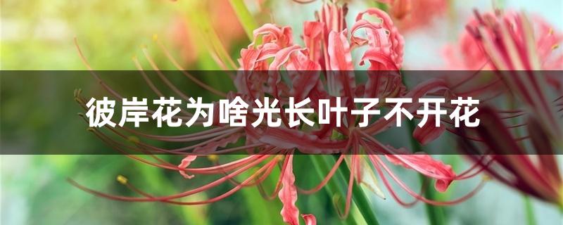 彼岸花光长叶子不开花怎么办?(彼岸花只长叶不开花怎么回事呀)