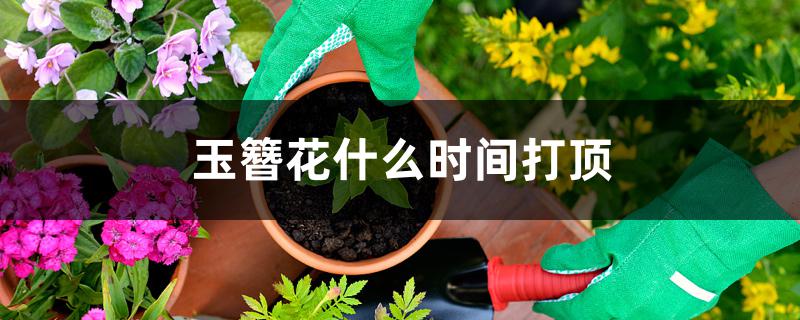 玉簪什么时候开花(玉簪花花期)