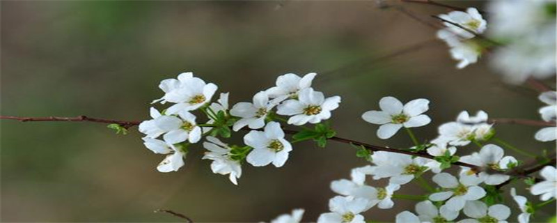 雪柳花语是什么意思(雪柳叶花语是什么)