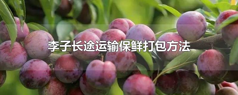 李子长途运输保鲜打包方法(李子长途运输保鲜打包方法几度)