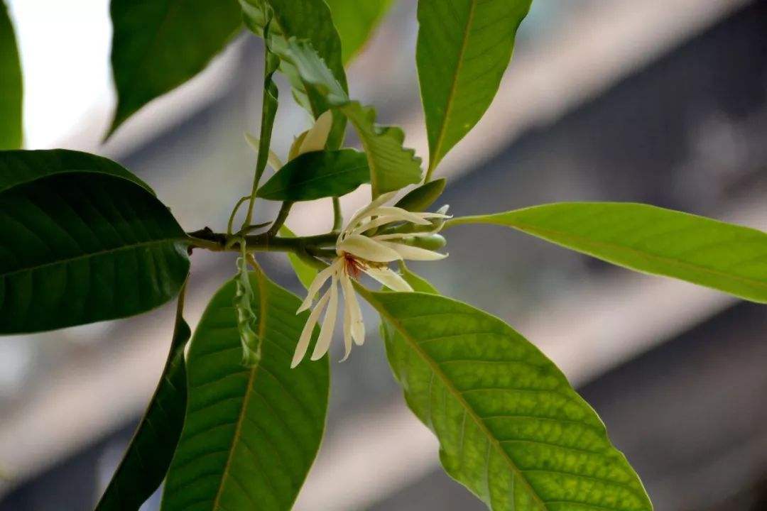 白兰花和黄角兰一样吗？