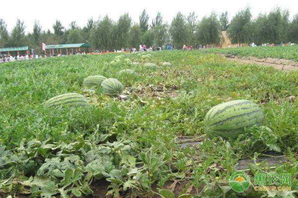 西瓜什么时候种植最好