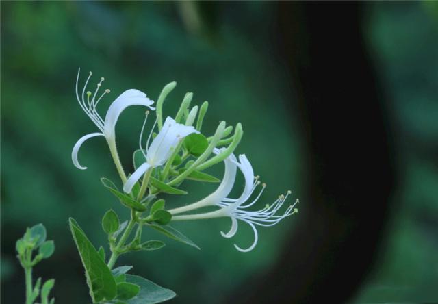 金银花夏天养殖方法