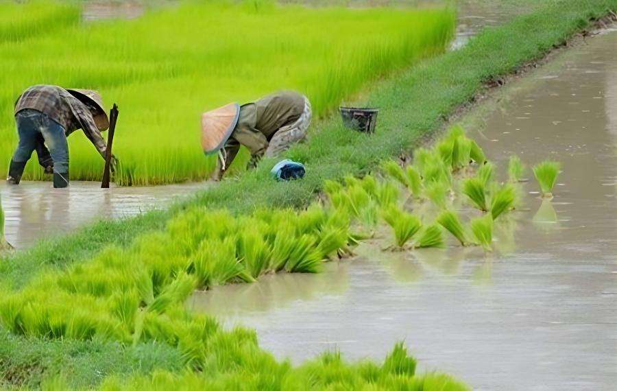 水稻生长过程