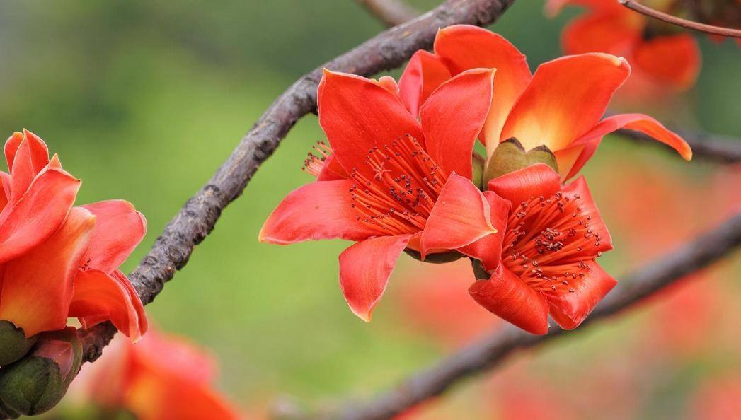 木棉花花语