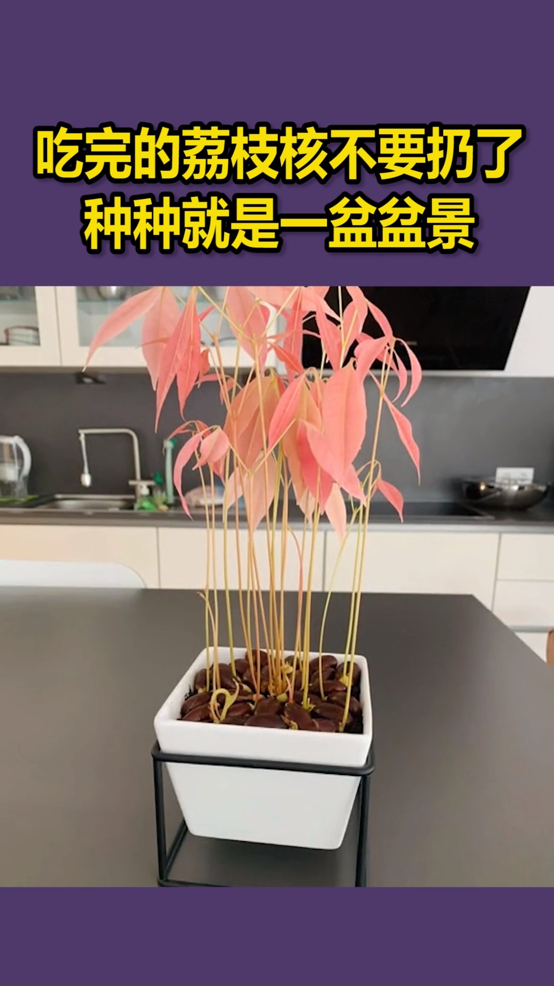 荔枝籽怎么种才能发芽