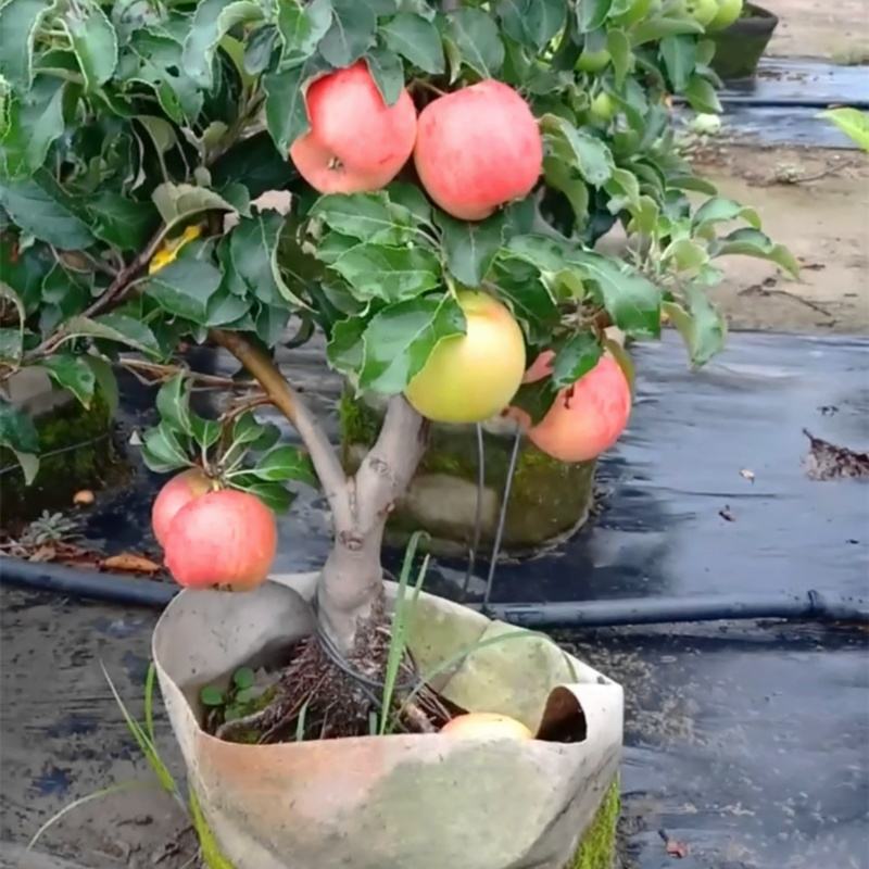 如何种植阳台苹果