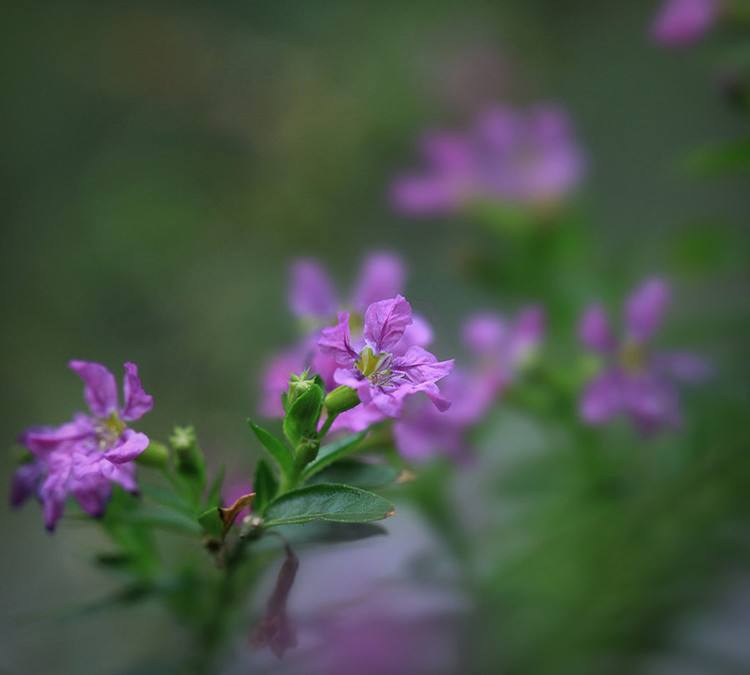 紫雪茄花的繁殖方法