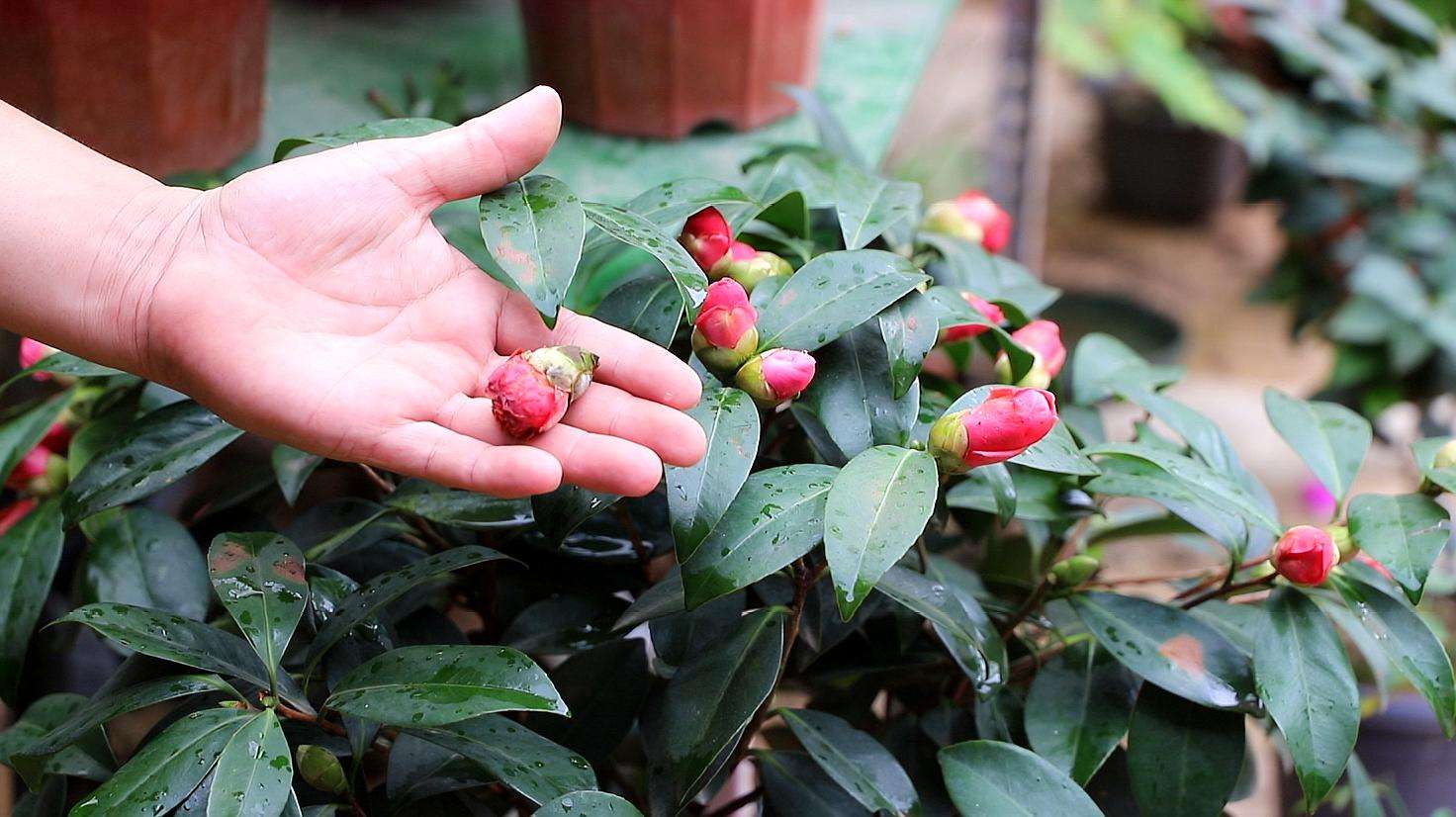 茶花开花后怎么养护