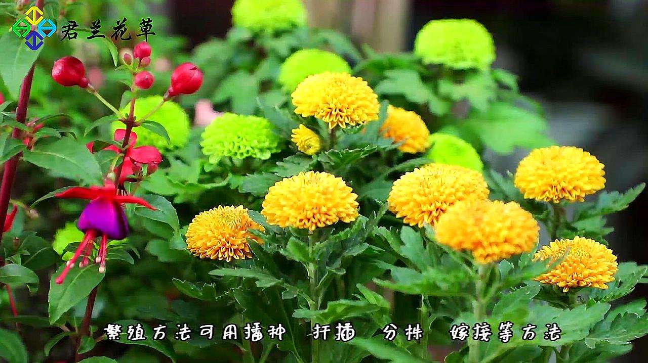 菊花繁殖方法