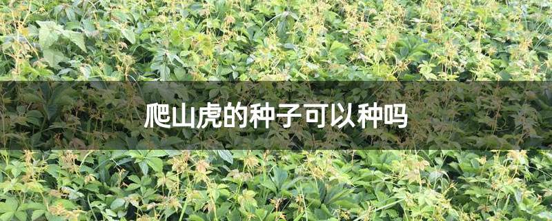 爬山虎有种子吗