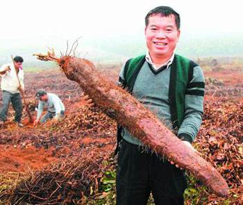 山药用什么繁殖后代